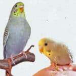 Lebenserwartung