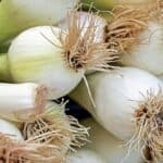 Zwiebelgewächse