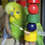 Abgeknabberte Farbe mit Pfeil Angeknabberter Lack beim Wellensittich-Spielzeug