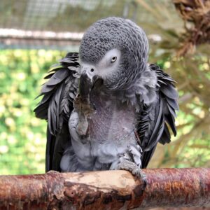 Einzelhaltung 2 Einzelhaltung von Vögeln