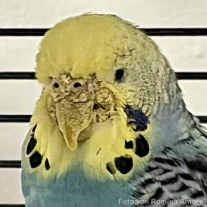 Grabmilben - fortgeschritten Fortgeschrittenes Stadium