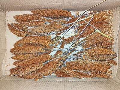 Paket mit Kolbenhirse