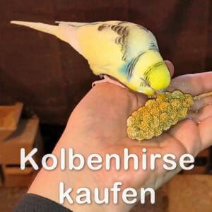 Rasmus frisst von der Kolbenhirse