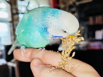 Kalle probiert von der Rispenhirse.