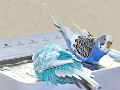 Wellensittiche baden im Trinkbrunnen