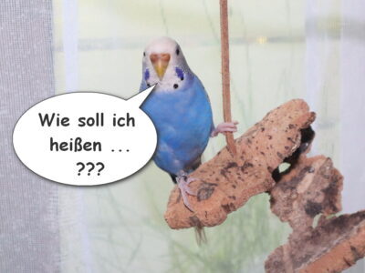 Wellensittich-Namen