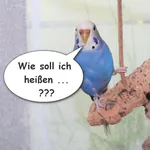 Vorschläge für Wellensittich-Namen