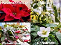Weihnachten - Pflanzen Giftige Pflanzen