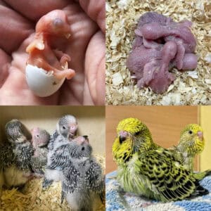 Entwicklung - Vom Ei zum Küken