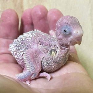 Küken - 10 Tage Küken mit 10 Tagen