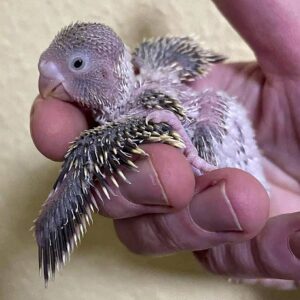 Küken - 14 Tage Küken mit 14 Tagen