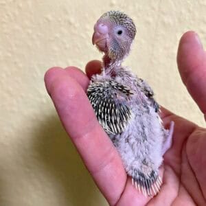 Küken - 15 Tage Küken im Alter von 15 Tagen