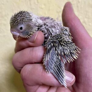 Küken - 16 Tage Küken mit 16 Tagen