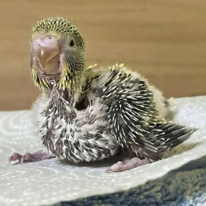 Küken - 17 Tage Küken mit 17 Tagen