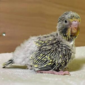 Küken - 18 Tage Küken mit 18 Tagen