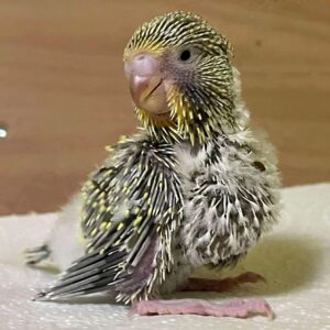 Küken - 19 Tage Küken mit 19 Tagen