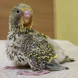 Küken mit 20 Tagen