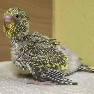 Küken - 21 Tage Küken mit 21 Tagen