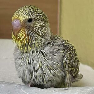 Küken - 22 Tage Küken mit 22 Tagen