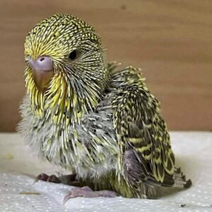 Küken - 23 Tage Küken mit 23 Tagen