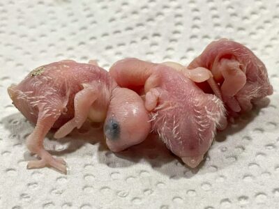 3 Tage alte K&uuml;ken