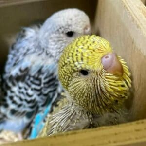 Küken - Tag 24 Küken mit 24 Tagen