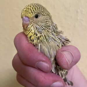 Küken - 19 Tage Küken mit 26 Tagen