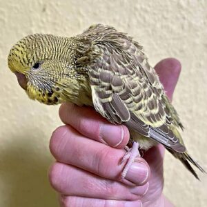 Küken - Tag 28 Küken mit 28 Tagen