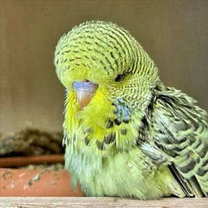 Küken - Tag 29 Küken mit 29 Tagen