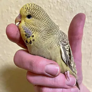 Küken mit 31 Tagen
