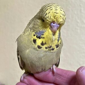 Küken - Tag 32 Küken mit 32 Tagen