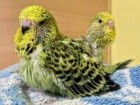 Küken - befiedert Gefiederausbildung