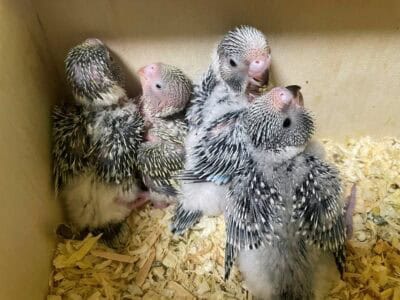 Küken im Nistkasten 2 Küken im Nistkasten