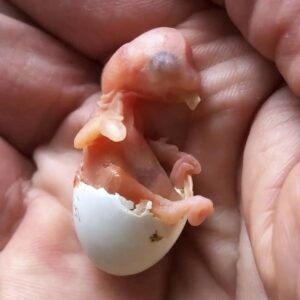 K&uuml;ken in Eierschale