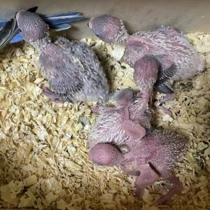 Küken in Nistkasten Alle vier Küken im Nistkasten