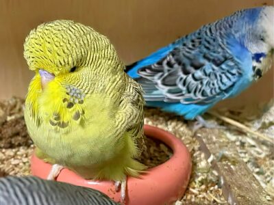 Küken nach 32 Tagen Küken nach 32 Tagen