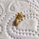 Megabakterien Kot bei Megabakteriose