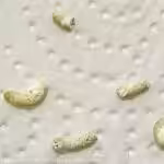 Bauchspeicheldrüse Kot bei Erkrankung der Bauchspeicheldrüse