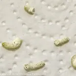 Kot bei Erkrankung der Bauchspeicheldrüse