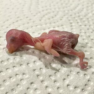 Schlupf Das Küken ist geschlüpft