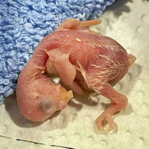 Tag 1 Das Küken ist 1 Tag alt