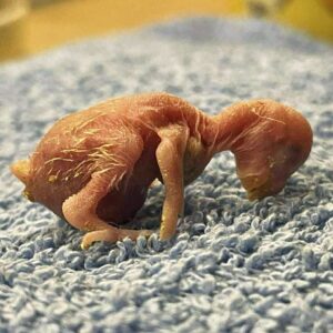 Tag 2 Das Küken ist 2 Tage alt