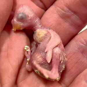 Tag 3 Das Küken ist 3 Tage alt