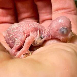 Tag 4 Das Küken ist 4 Tage alt