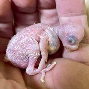 Tag 5 Das Küken ist 5 Tage alt