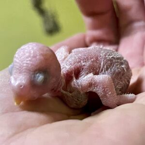 Tag 6 Das Küken ist 6 Tage alt