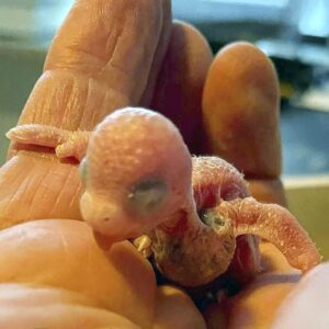 Tag 7 Das Küken ist 7 Tage alt