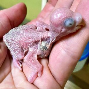 Tag 8 Das Küken ist 8 Tage alt