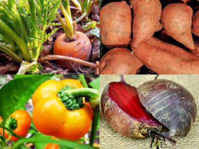 Zuckergehalt in Gemüse