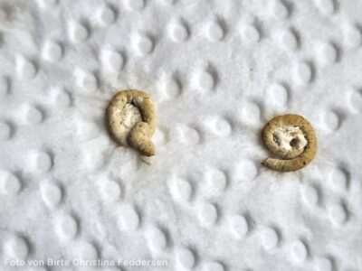 Pankreas Kot bei Erkrankung der Bauchspeicheldrüse